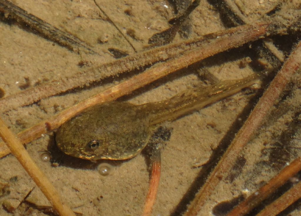 Ululone? Pelophylax sp., girini